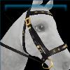 Regal Teal Dressage bridle
