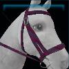Eggplant bridle