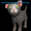 Gray kitten