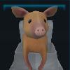 Happy Pig