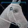 White beach western bridle