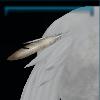 Tail feather decoration